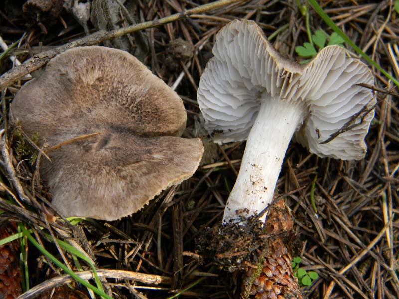 Tre funghetti da determinare fotog.il18.02.2011.