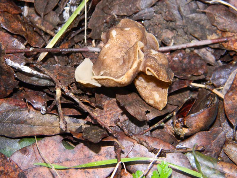 Fotografata il 18.02.2011.da  confermare