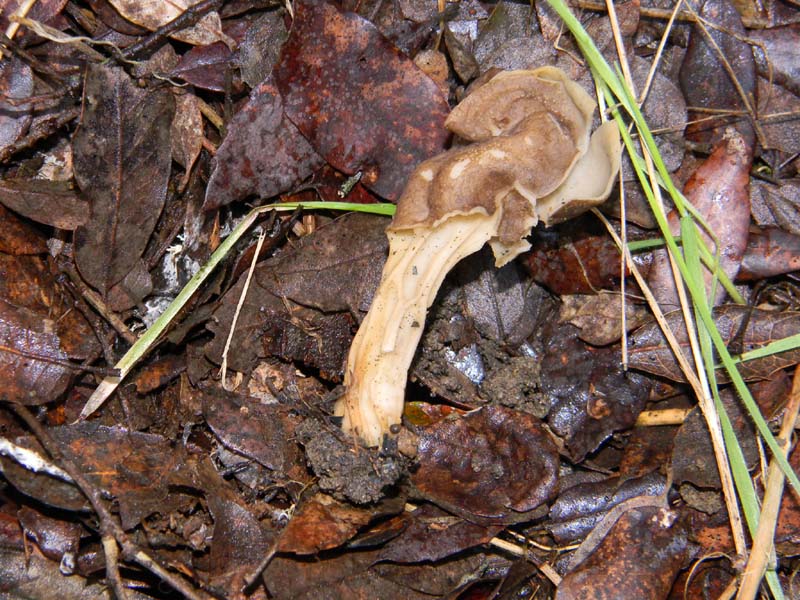 Fotografata il 18.02.2011.da  confermare