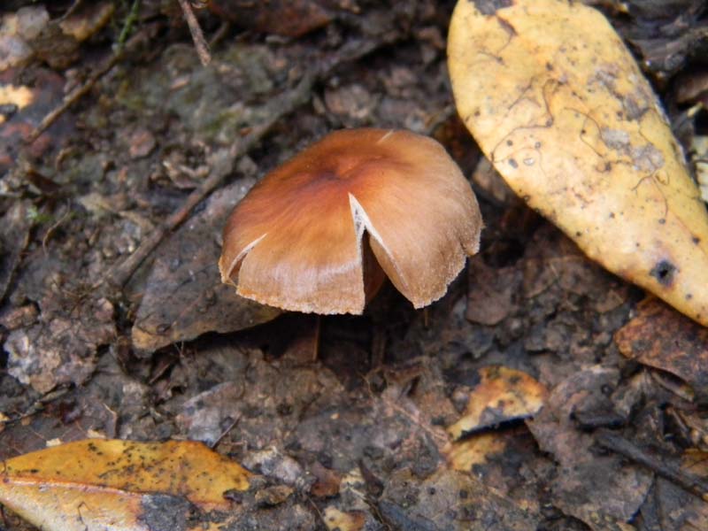 Cortinarius fotog.il 18.02.2011 sotto latifoglia