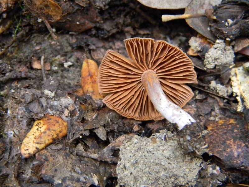 Cortinarius fotog.il 18.02.2011 sotto latifoglia