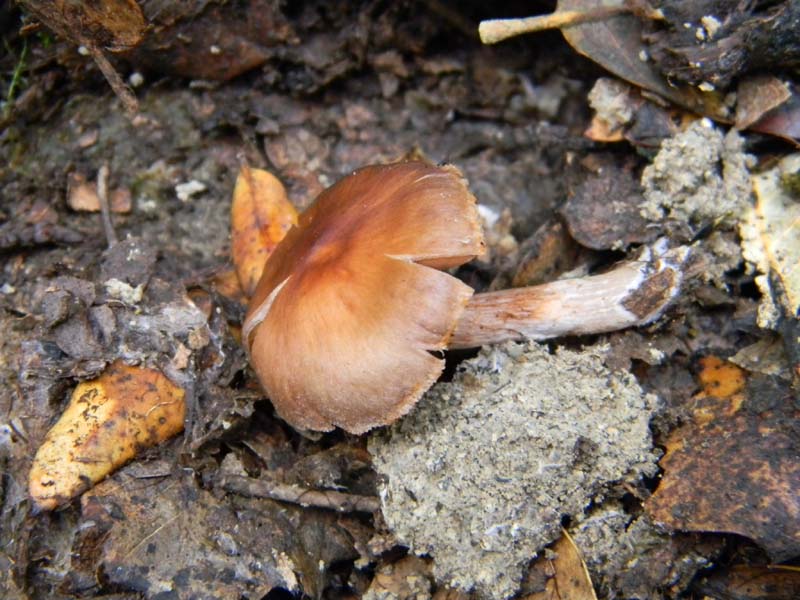 Cortinarius fotog.il 18.02.2011 sotto latifoglia