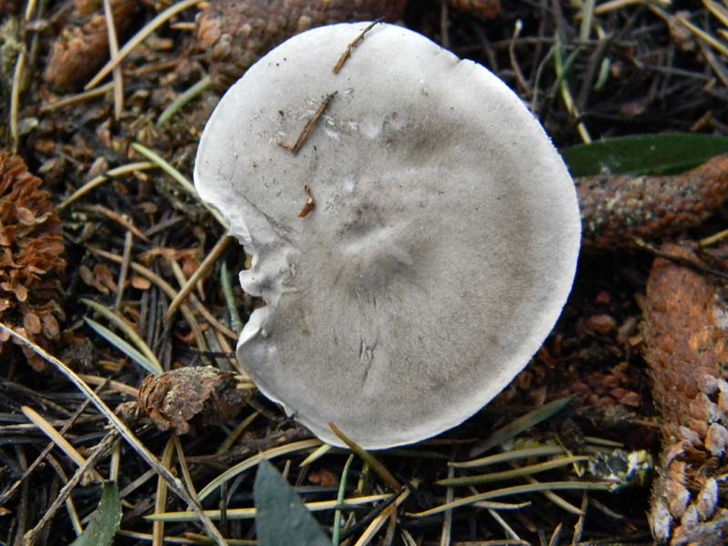 Tre funghetti da determinare fotog.il18.02.2011.