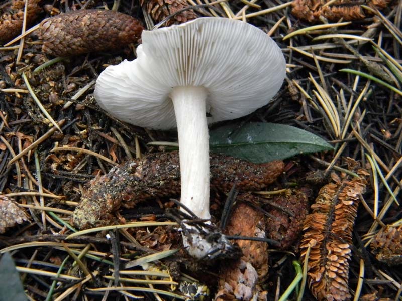 Tre funghetti da determinare fotog.il18.02.2011.