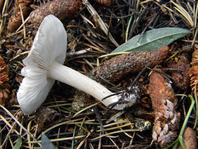 Tre funghetti da determinare fotog.il18.02.2011.