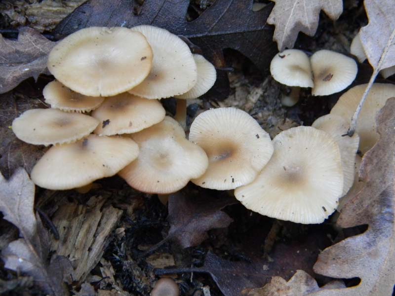 Ritrovamenti sopra tronco morto di Quercia -