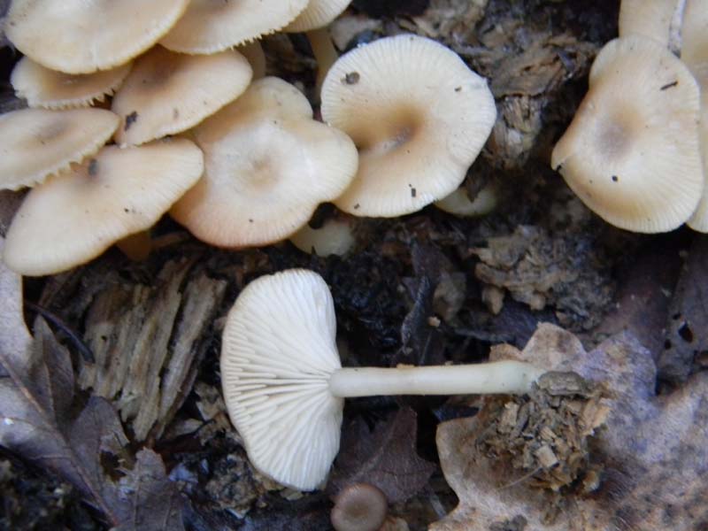 Ritrovamenti sopra tronco morto di Quercia -