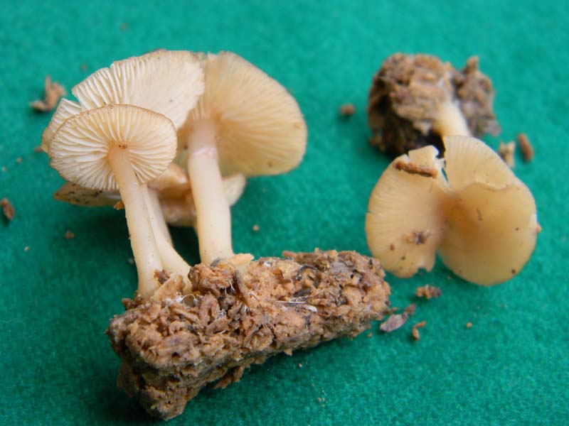 Ritrovamenti sopra tronco morto di Quercia -