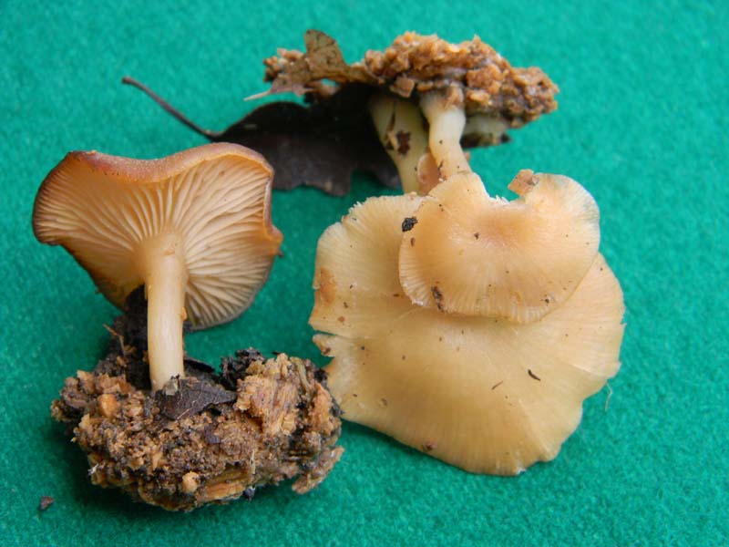 Ritrovamenti sopra tronco morto di Quercia -