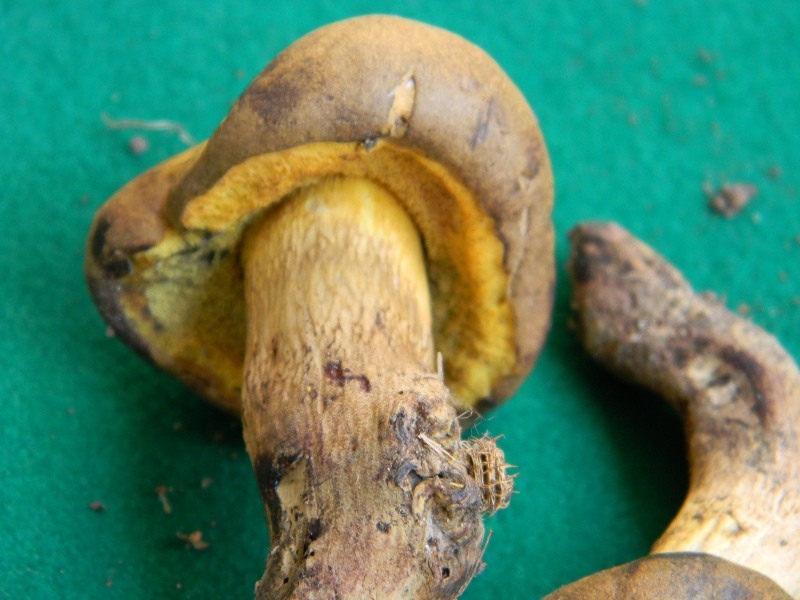 Piccolo Boletus trovato in un parco p�bblico