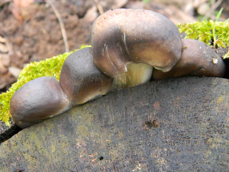 Fotografato  1.3.2011.