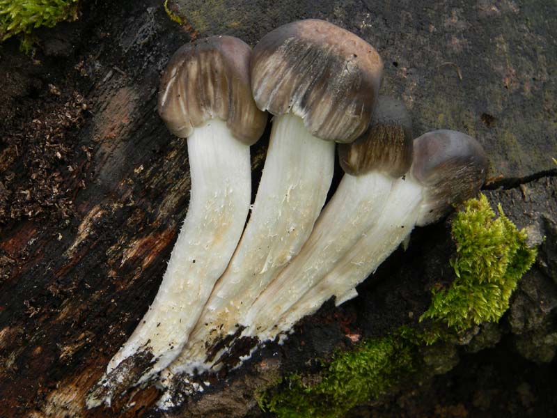 Fotografato  1.3.2011.