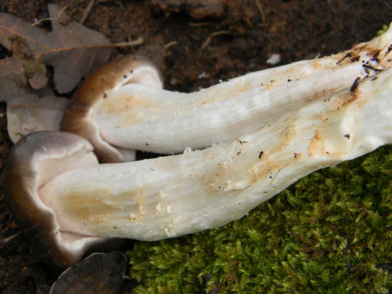 Fotografato  1.3.2011.