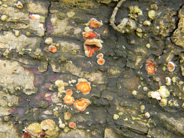 Piccole coppette fotog.1.03.2011