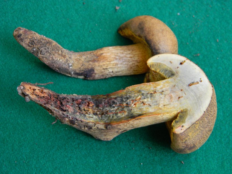 Piccolo Boletus trovato in un parco p�bblico