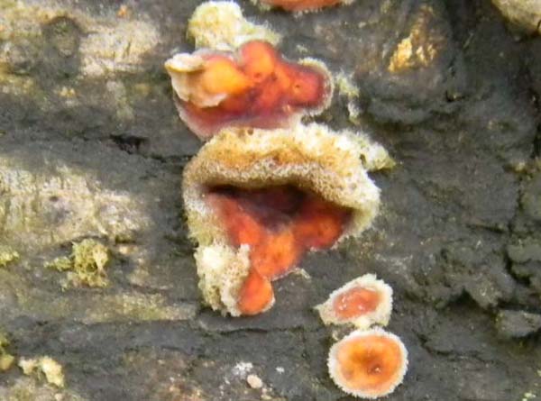 Piccole coppette fotog.1.03.2011