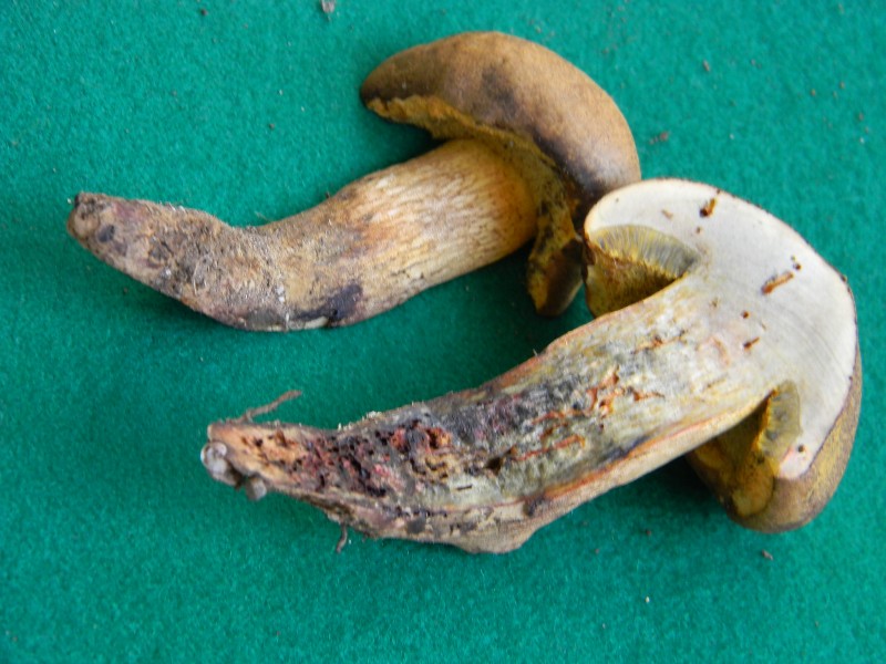 Piccolo Boletus trovato in un parco p�bblico