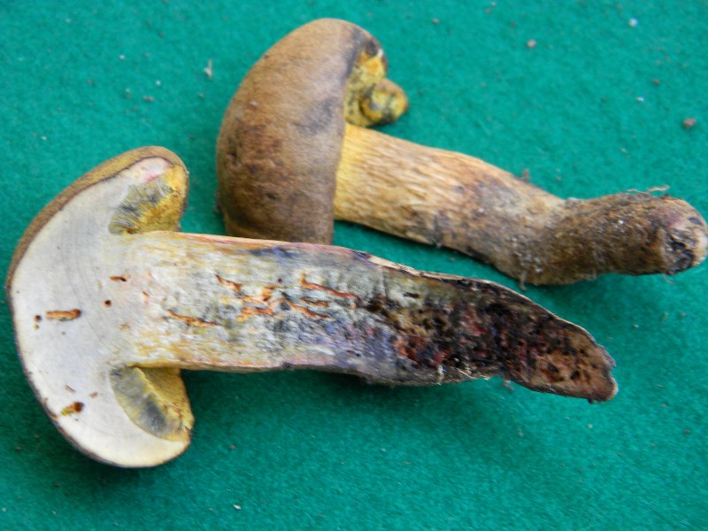 Piccolo Boletus trovato in un parco p�bblico