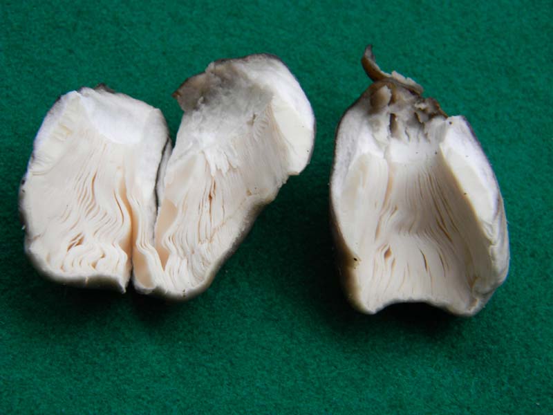 Fotografato  1.3.2011.