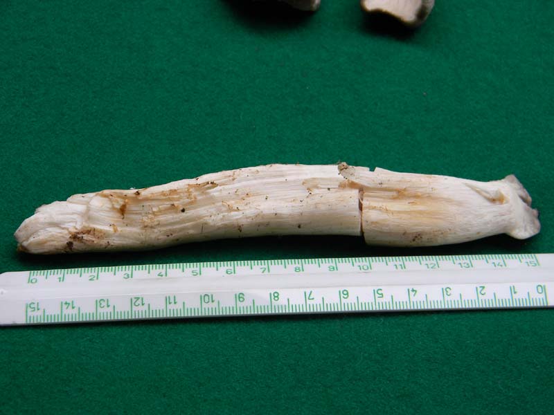 Fotografato  1.3.2011.