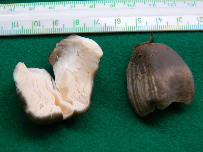 Fotografato  1.3.2011.