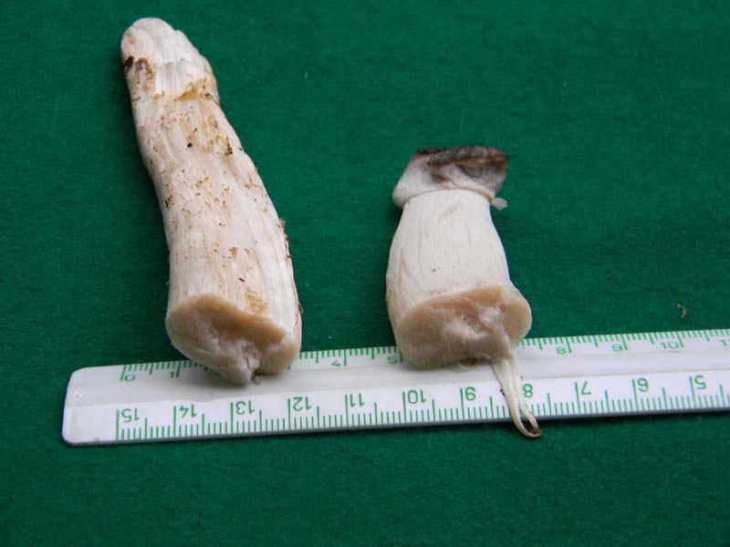 Fotografato  1.3.2011.