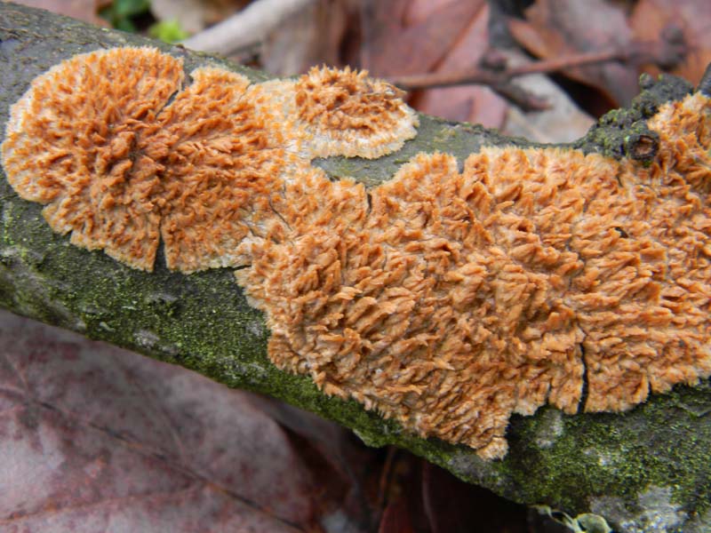 2)fotografato il 4.03.2011