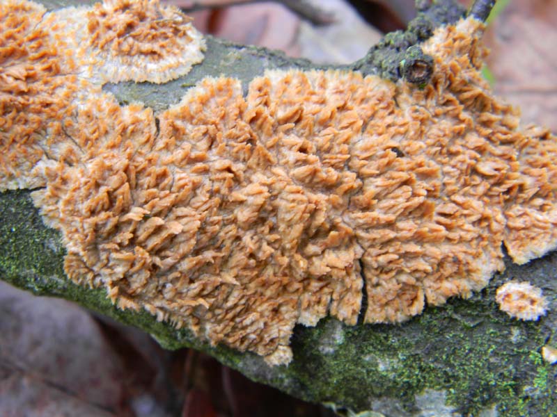 2)fotografato il 4.03.2011