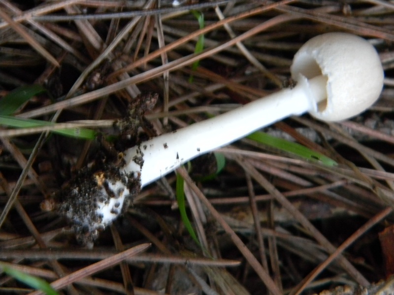 4�gruppo di ritr.il 4.10.2011.sotto Leccio e Pino marino