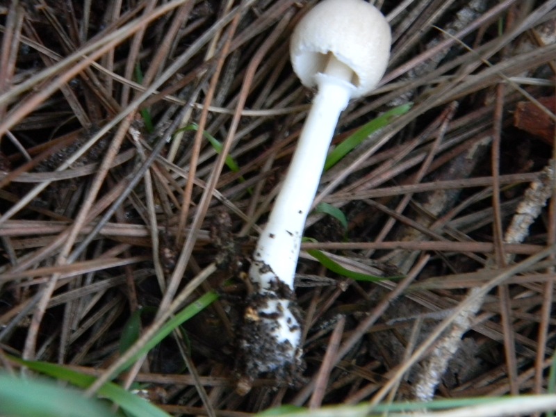 4�gruppo di ritr.il 4.10.2011.sotto Leccio e Pino marino