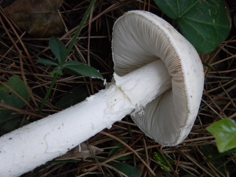 3�gruppo ritrov.il 4.10.2011.sotto Leccio e Pino marino