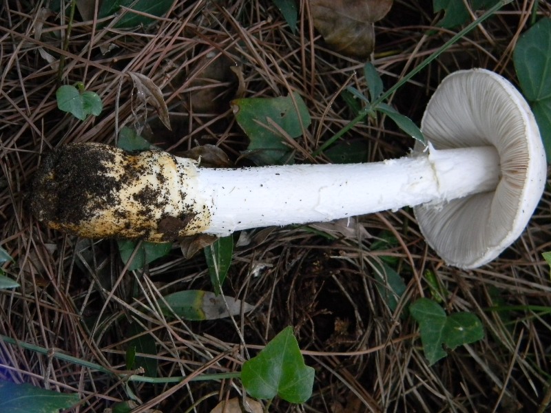 3�gruppo ritrov.il 4.10.2011.sotto Leccio e Pino marino