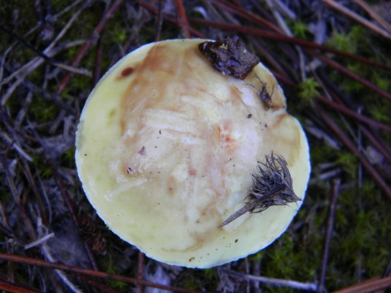 3�gruppo ritrov.il 4.10.2011.sotto Leccio e Pino marino