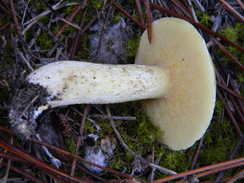 3�gruppo ritrov.il 4.10.2011.sotto Leccio e Pino marino