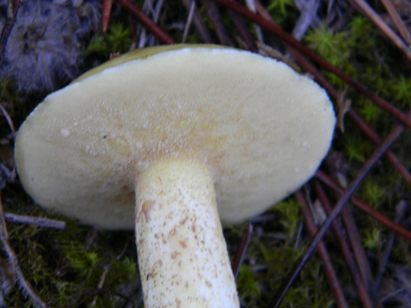 3�gruppo ritrov.il 4.10.2011.sotto Leccio e Pino marino