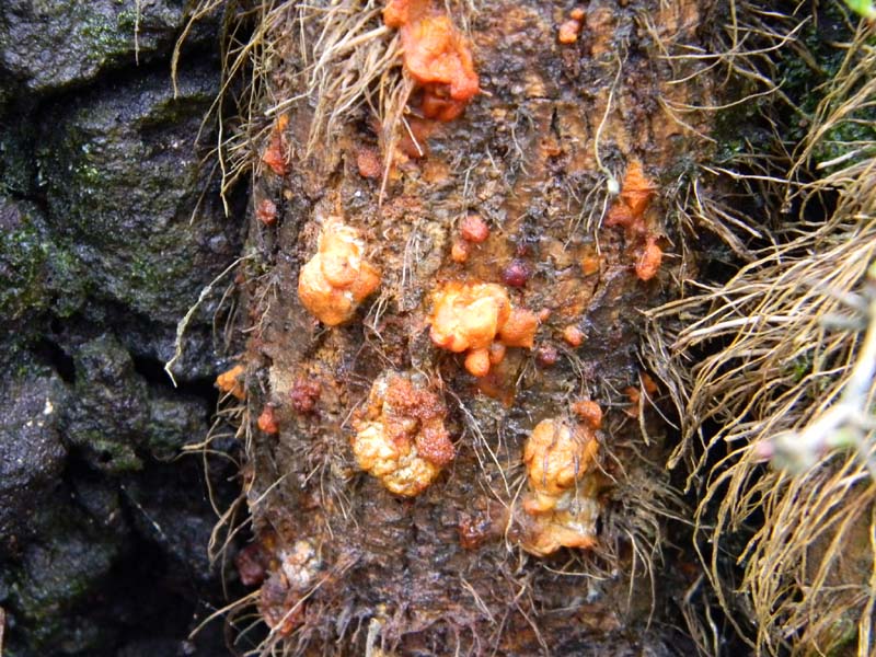 4)Fotografato il 4.03.2011.