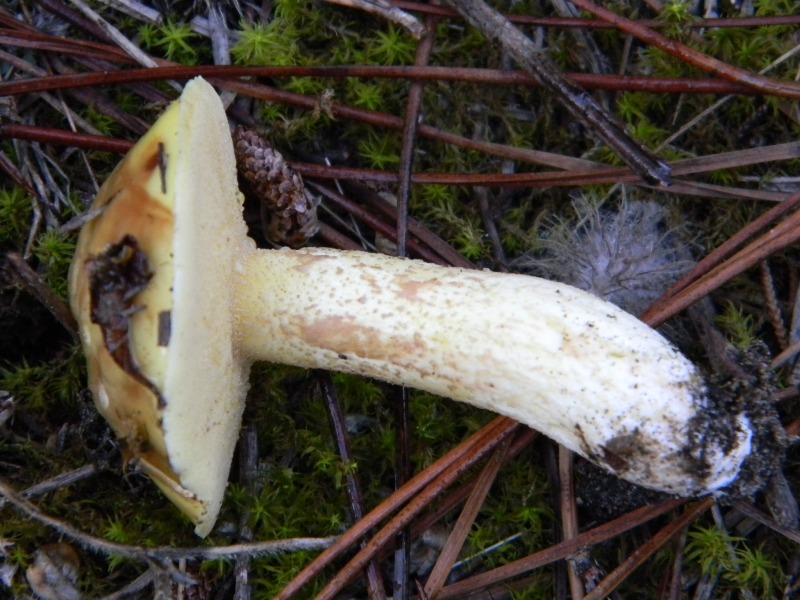3�gruppo ritrov.il 4.10.2011.sotto Leccio e Pino marino