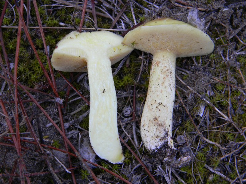 3�gruppo ritrov.il 4.10.2011.sotto Leccio e Pino marino