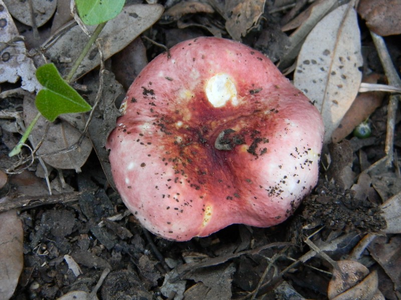 3�gruppo ritrov.il 4.10.2011.sotto Leccio e Pino marino