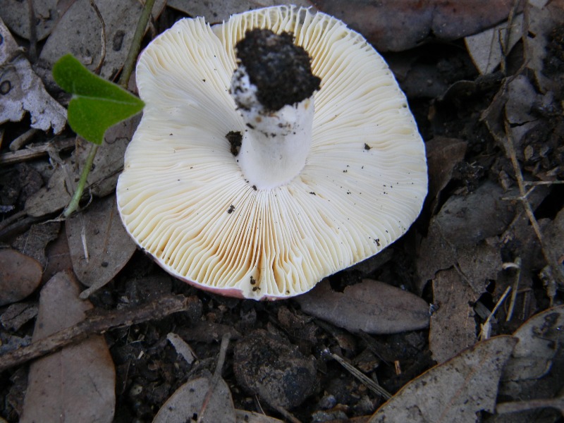 3�gruppo ritrov.il 4.10.2011.sotto Leccio e Pino marino