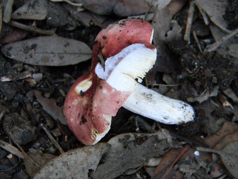 3�gruppo ritrov.il 4.10.2011.sotto Leccio e Pino marino