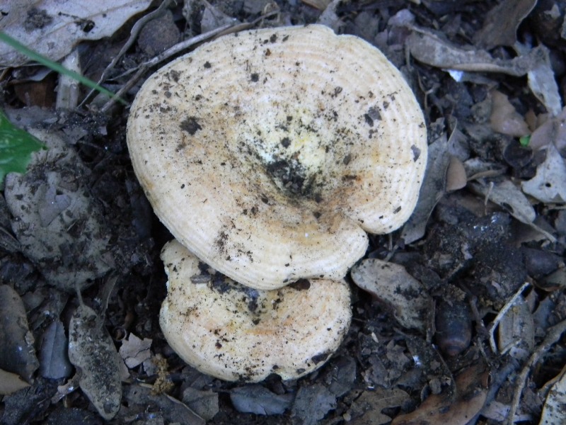 4�gruppo di ritr.il 4.10.2011.sotto Leccio e Pino marino