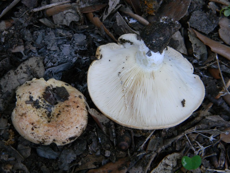 4�gruppo di ritr.il 4.10.2011.sotto Leccio e Pino marino