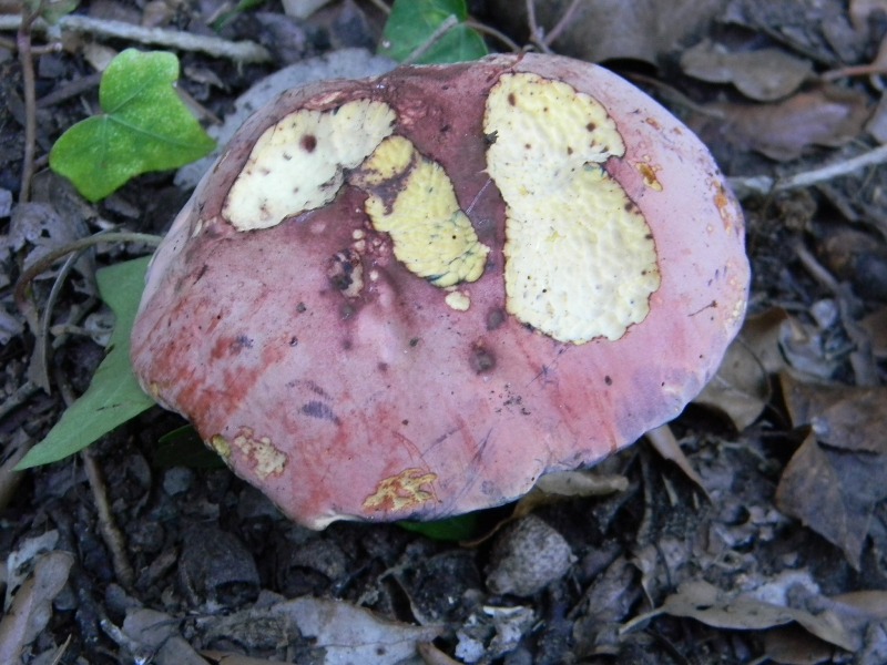 3�gruppo ritrov.il 4.10.2011.sotto Leccio e Pino marino