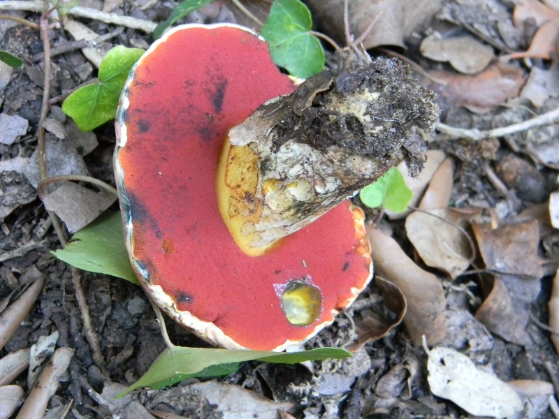 3�gruppo ritrov.il 4.10.2011.sotto Leccio e Pino marino