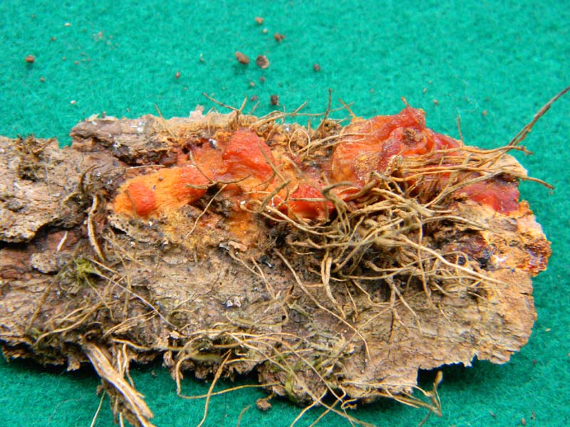 4)Fotografato il 4.03.2011.