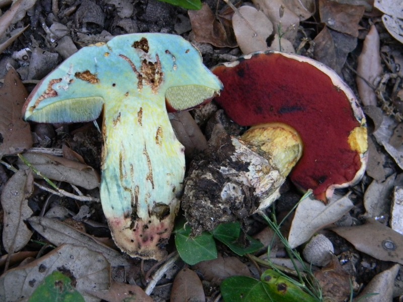 3�gruppo ritrov.il 4.10.2011.sotto Leccio e Pino marino