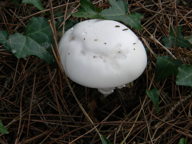 3�gruppo ritrov.il 4.10.2011.sotto Leccio e Pino marino