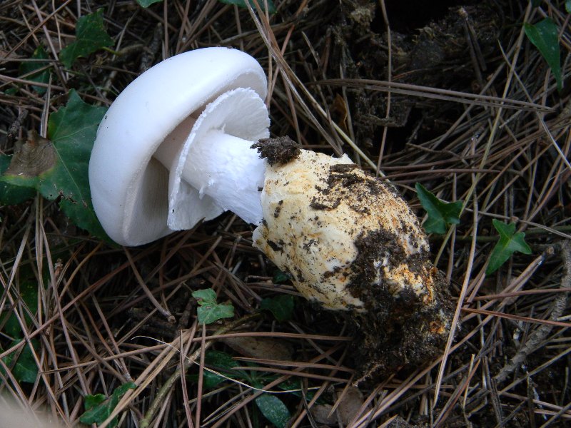 3�gruppo ritrov.il 4.10.2011.sotto Leccio e Pino marino