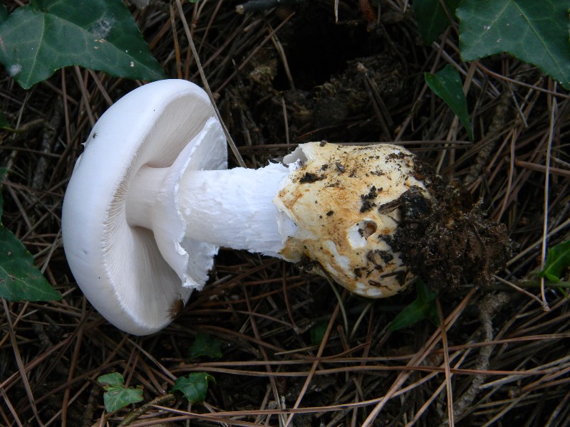 3�gruppo ritrov.il 4.10.2011.sotto Leccio e Pino marino